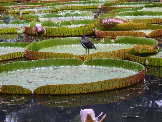 Jardin de Pamplemousses