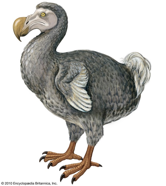 dodo-mauricien